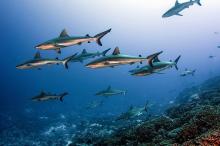 Žraloci šedí - Fakarava