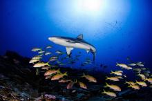 Žralok šedý - Fakarava